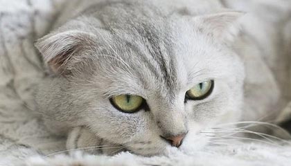 世界杯主办国家-中国女足从亚洲杯“开门红”传递出的三点信息